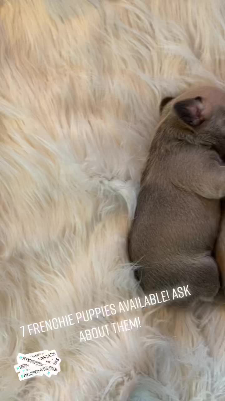 @TheFrenchieShop