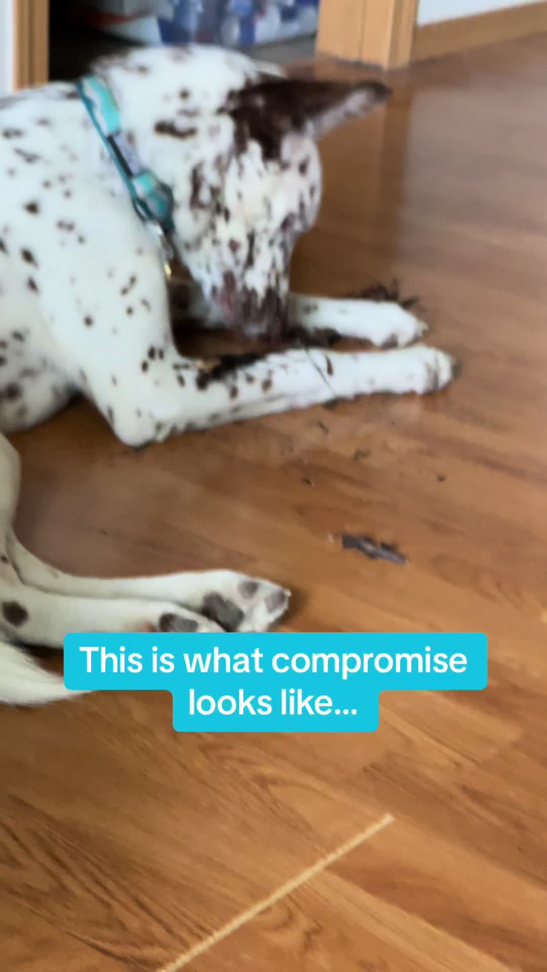 @Ari