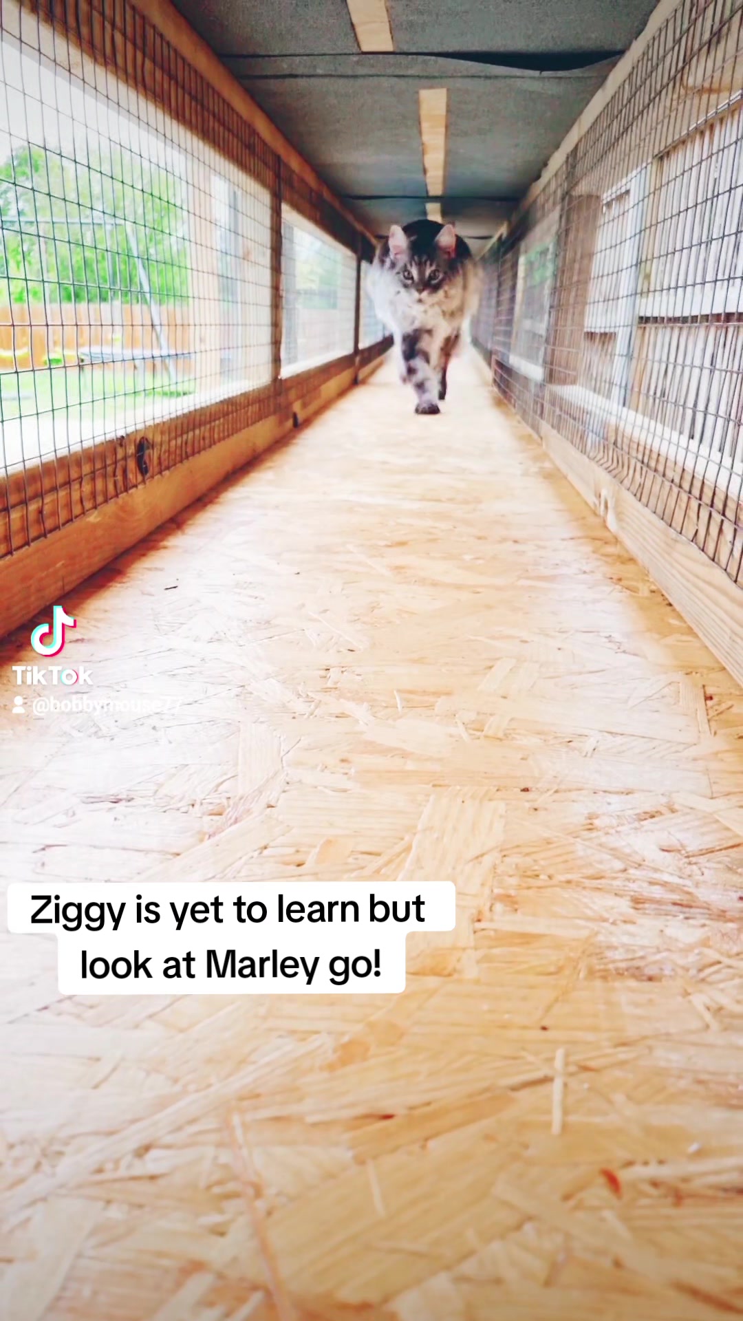 @ZiggyandMarley
