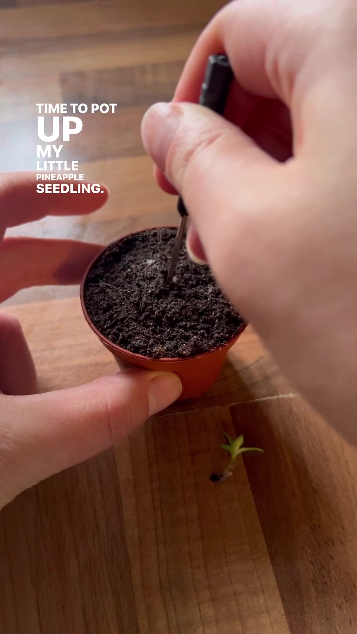 @Diary of a Yorkshire Gardener