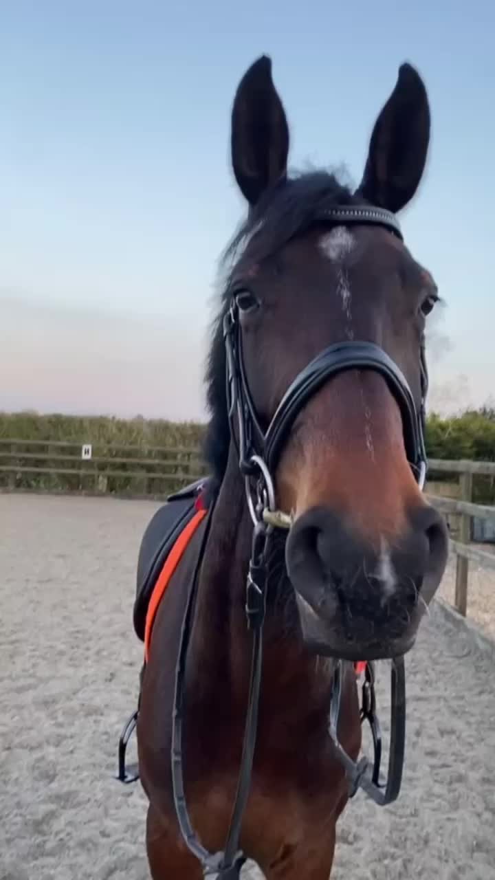 @A_G_Dressage