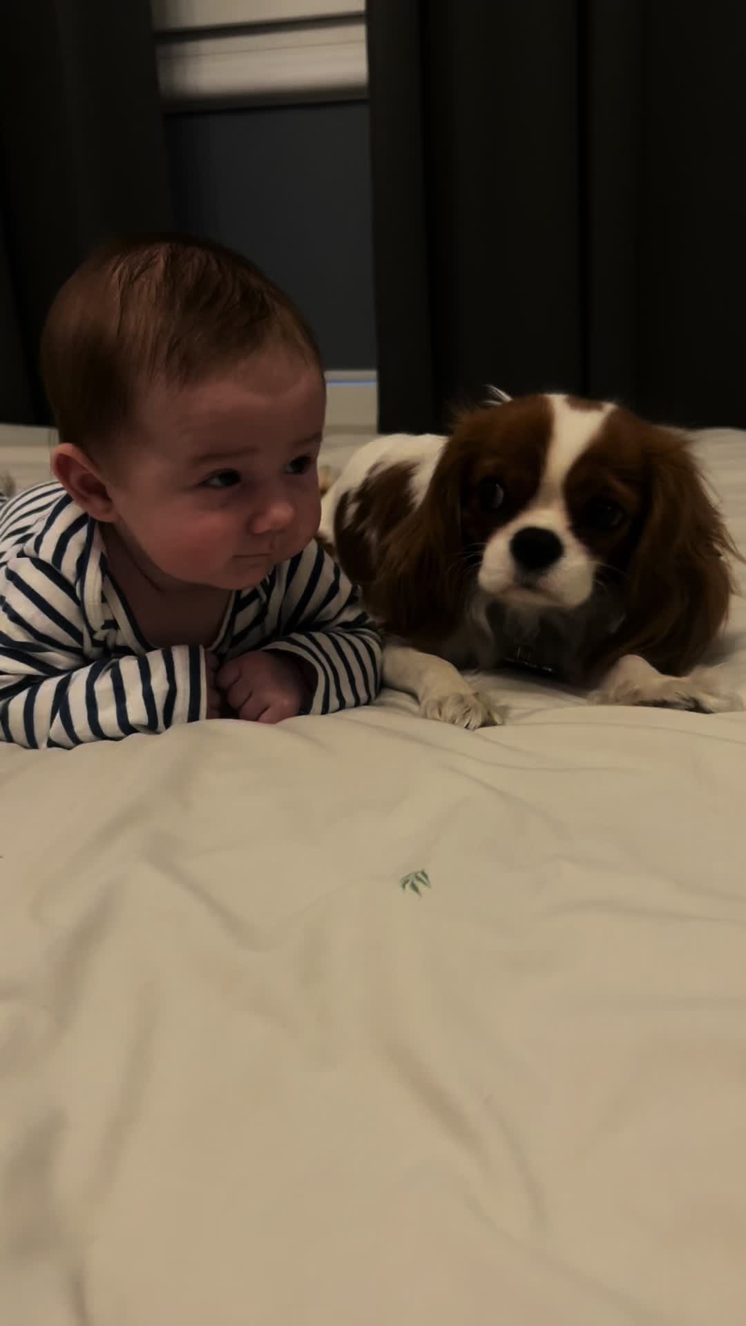 @Lilly Cavalier 🐶