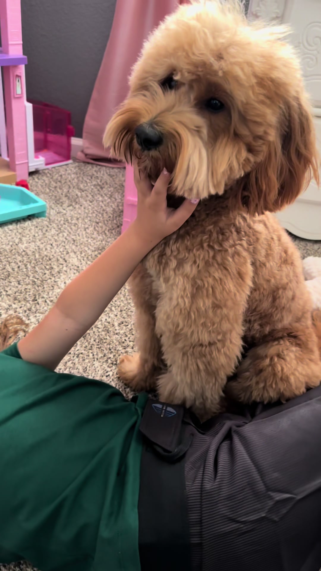 @TuckerTheTurlockDoodle