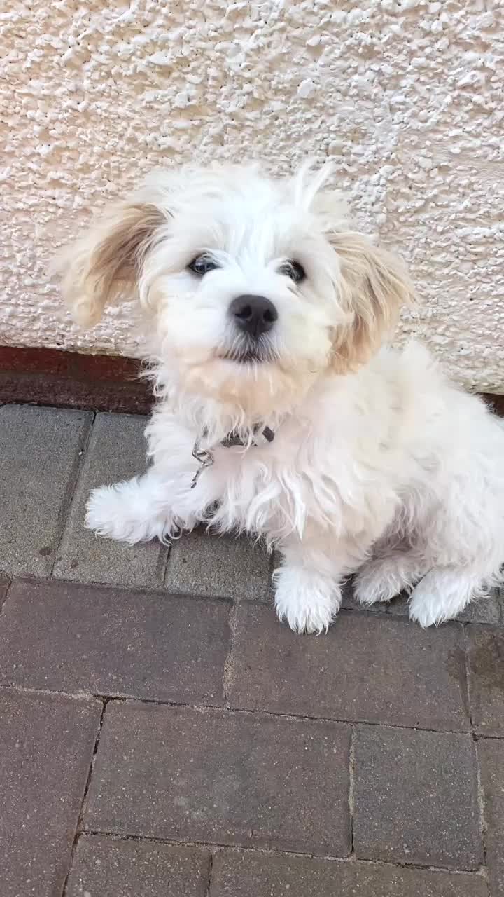 @🐕Fʟᴏssʏ🐕