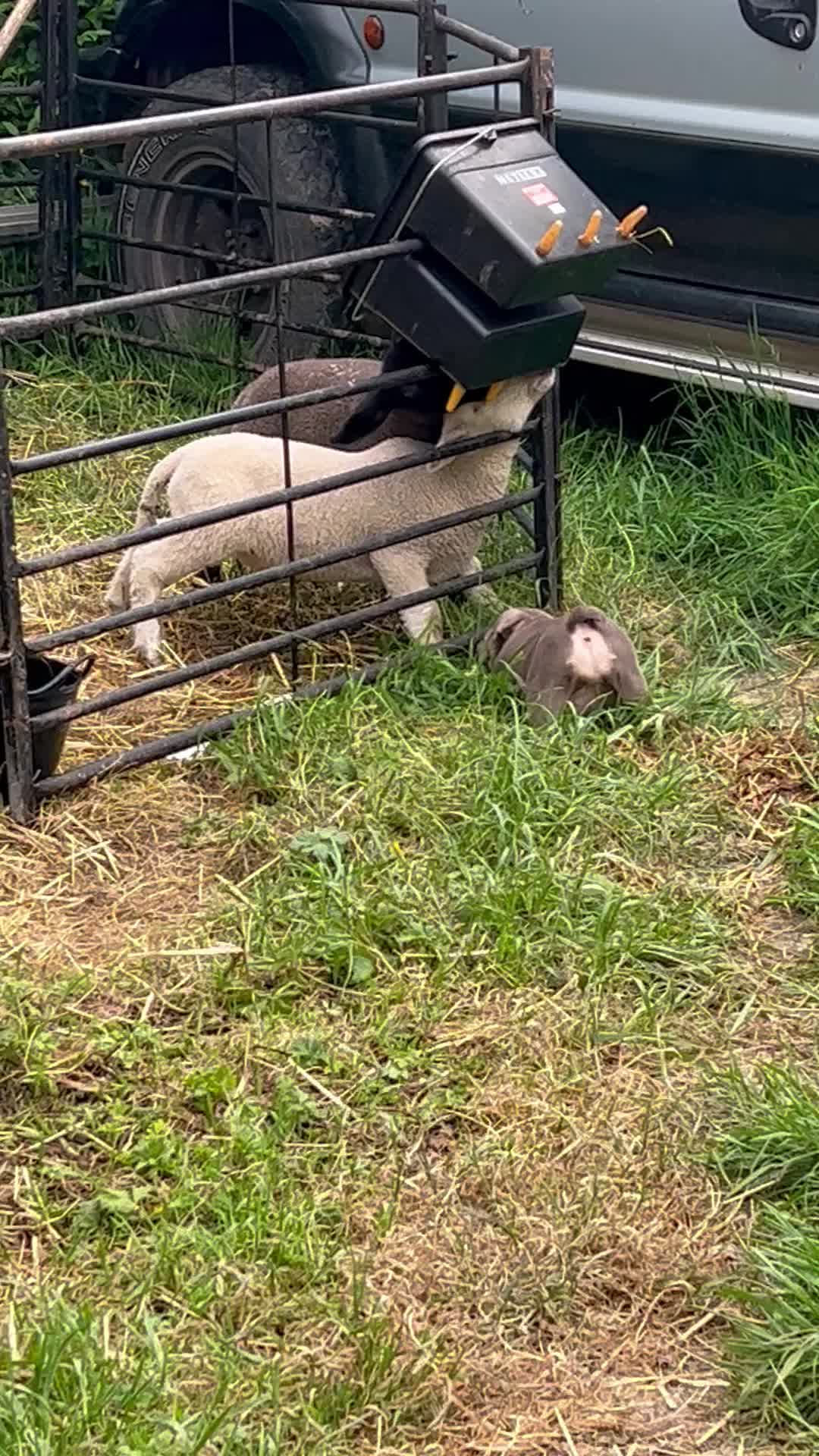 @Far End Farm