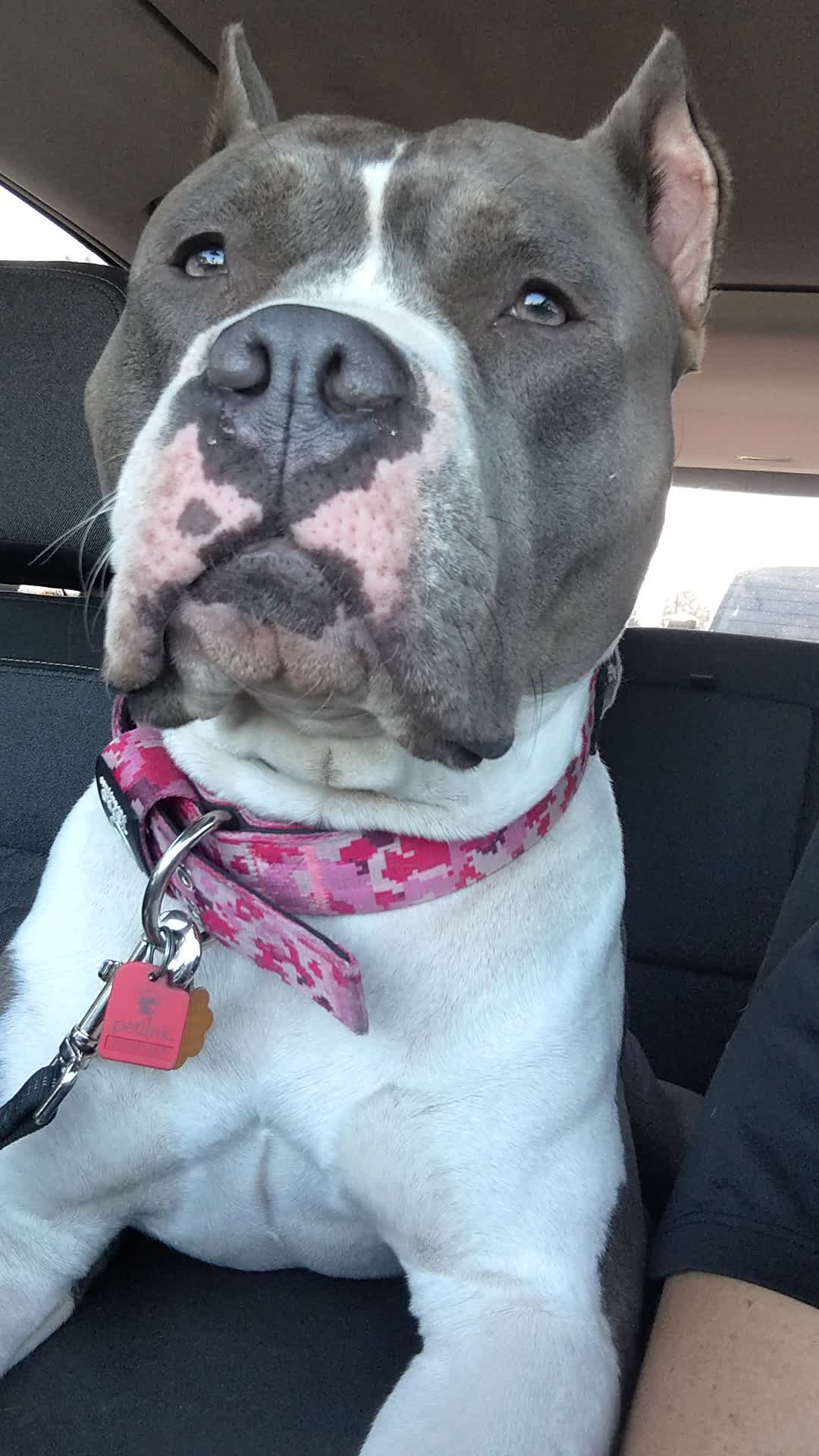 @Bella_Blue_Bully