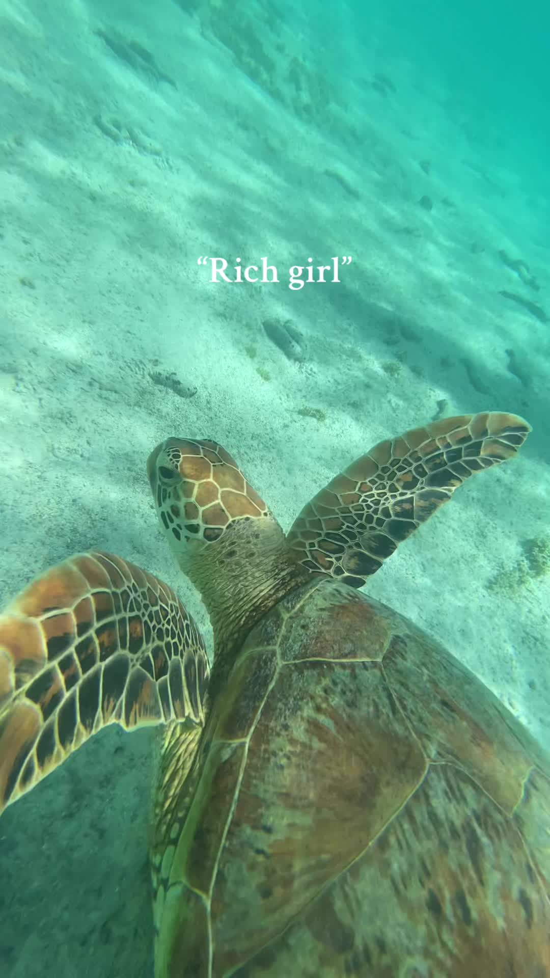 @🤿🌊🌺🐚☀️🦭
