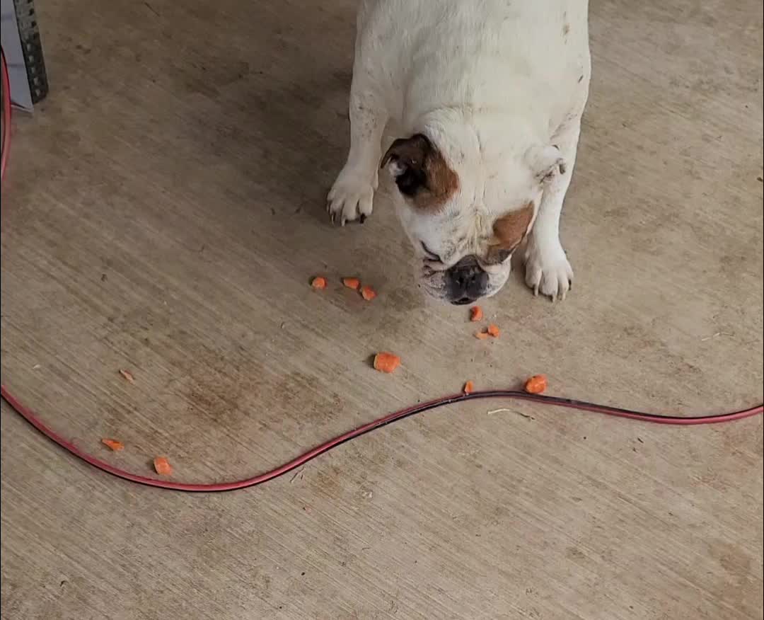 @BulldogTopiaInTexas💙💙💙💙💙