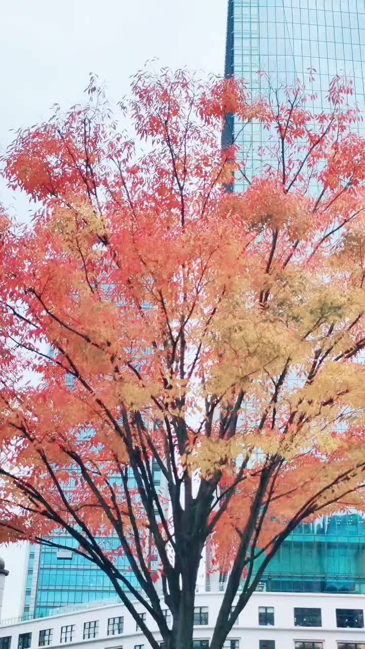 @Ranjit Singh 🇮🇳🇯🇵🇨🇦
