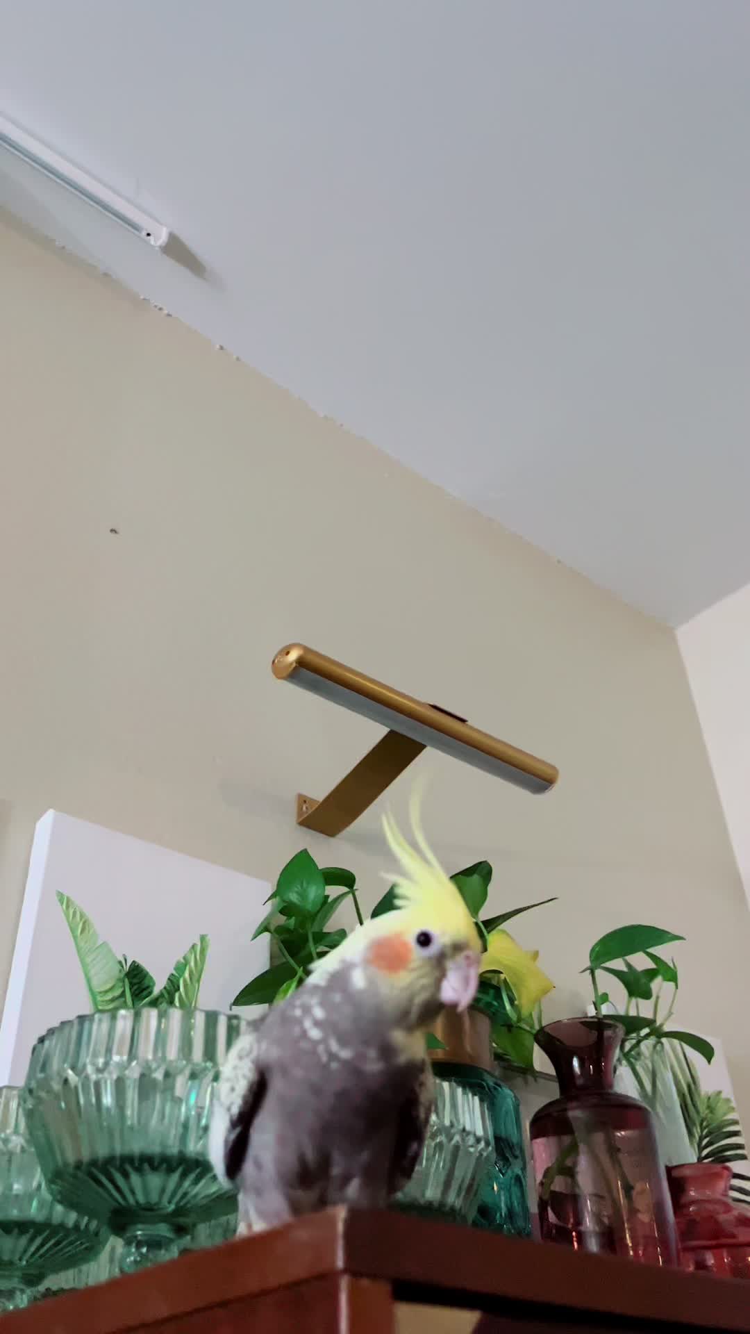 @NuggetandZeus