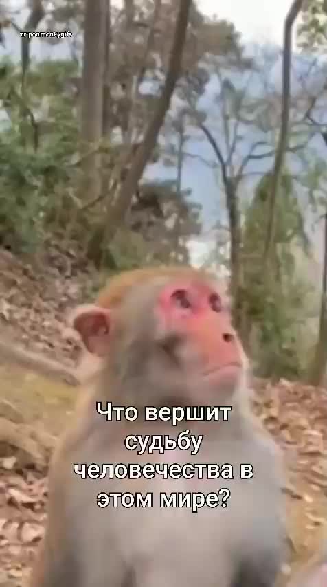 @Помидор