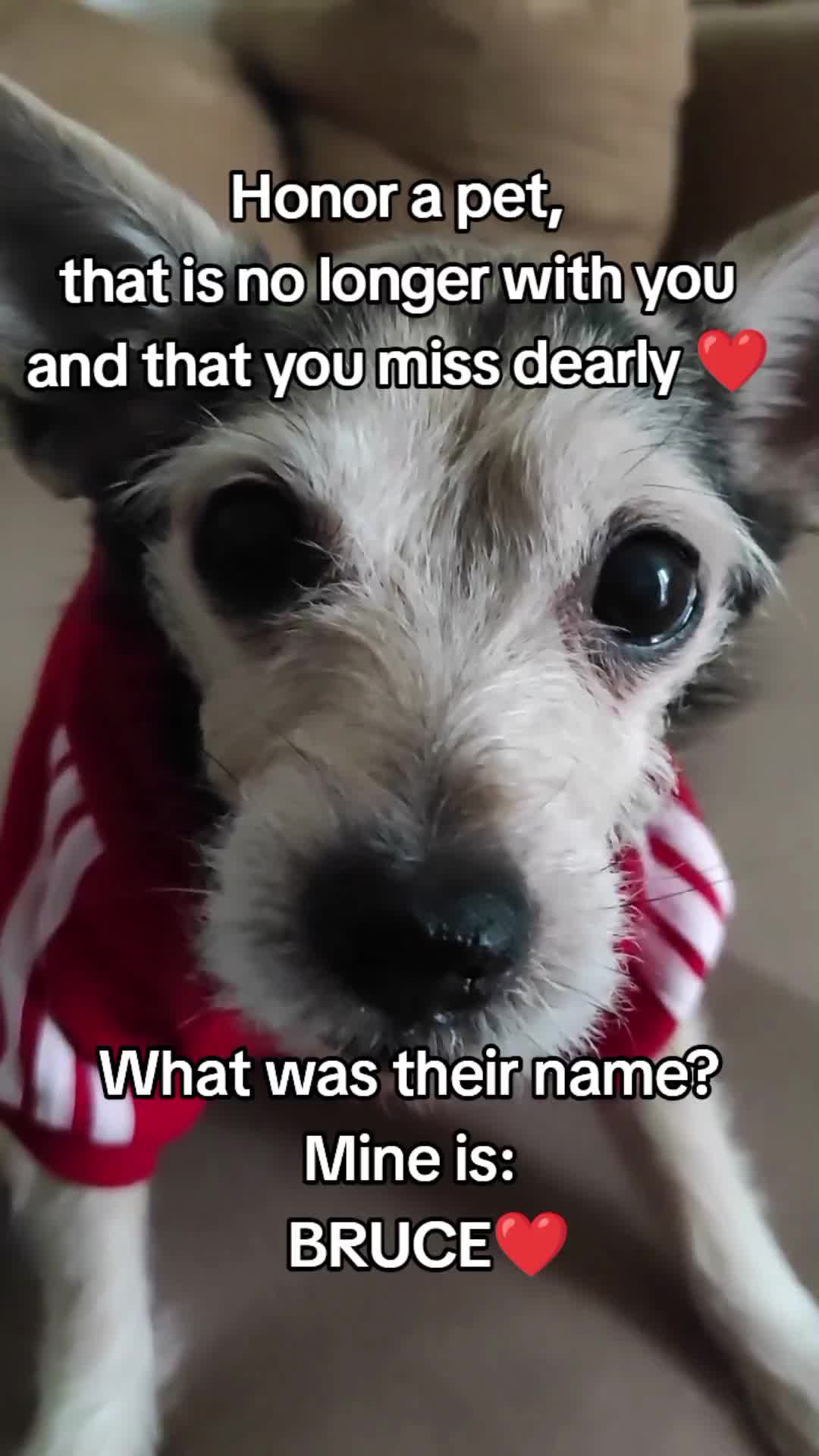 @Momo