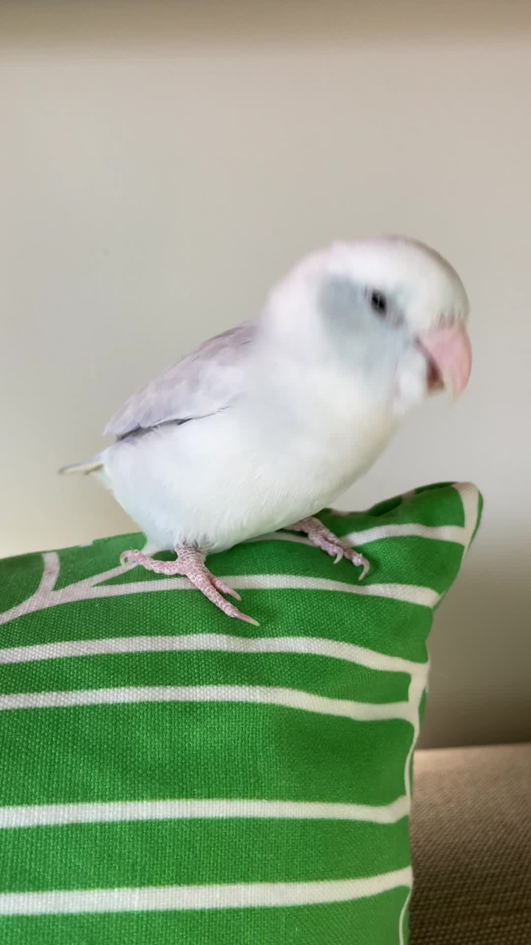 @arlobird