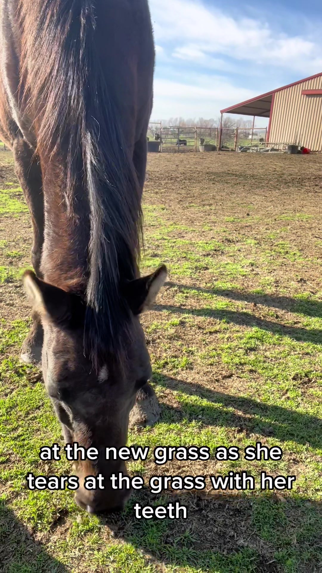 @Horses<>Helping<>Humans