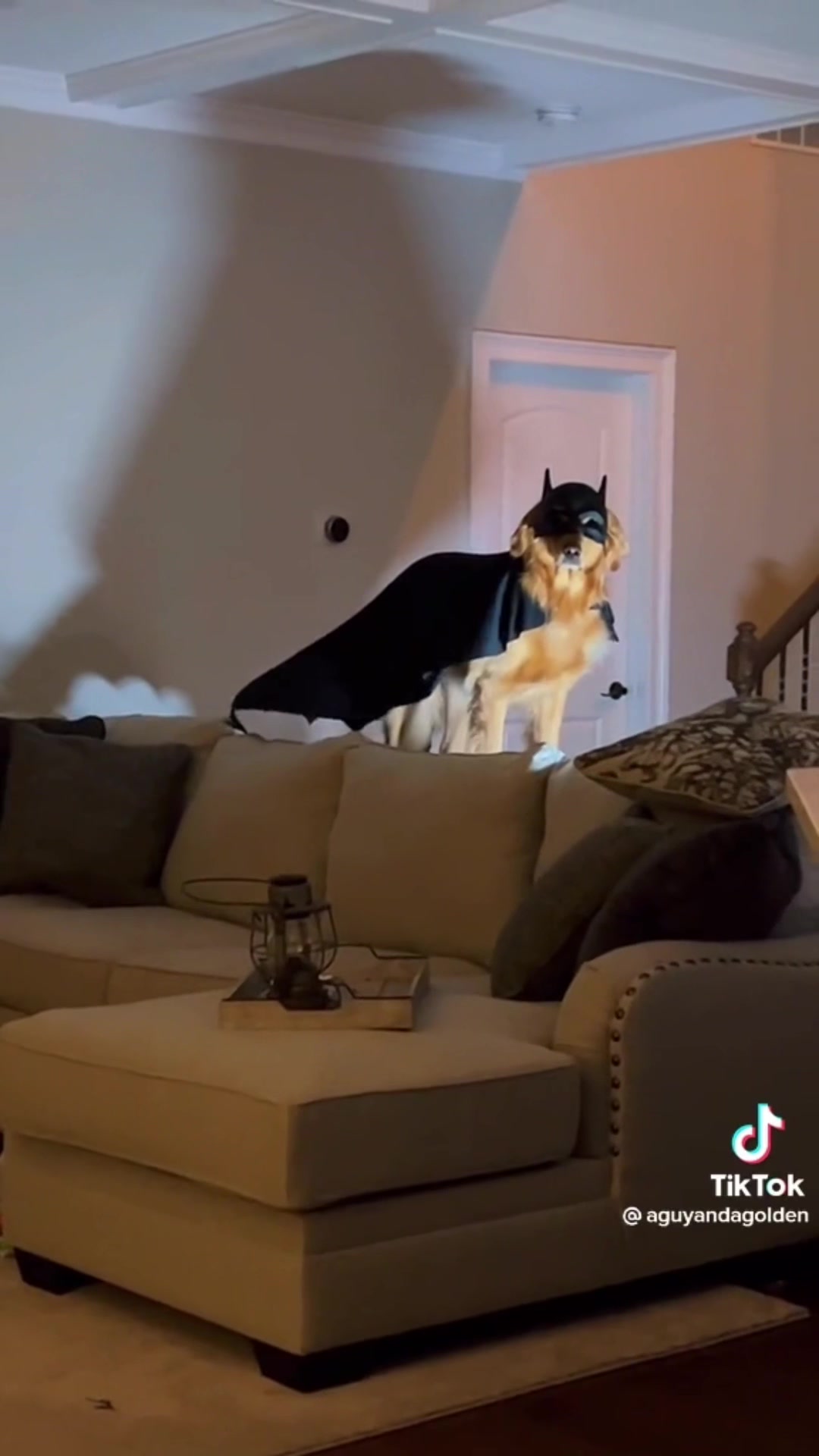 @Lexithejumpingdog