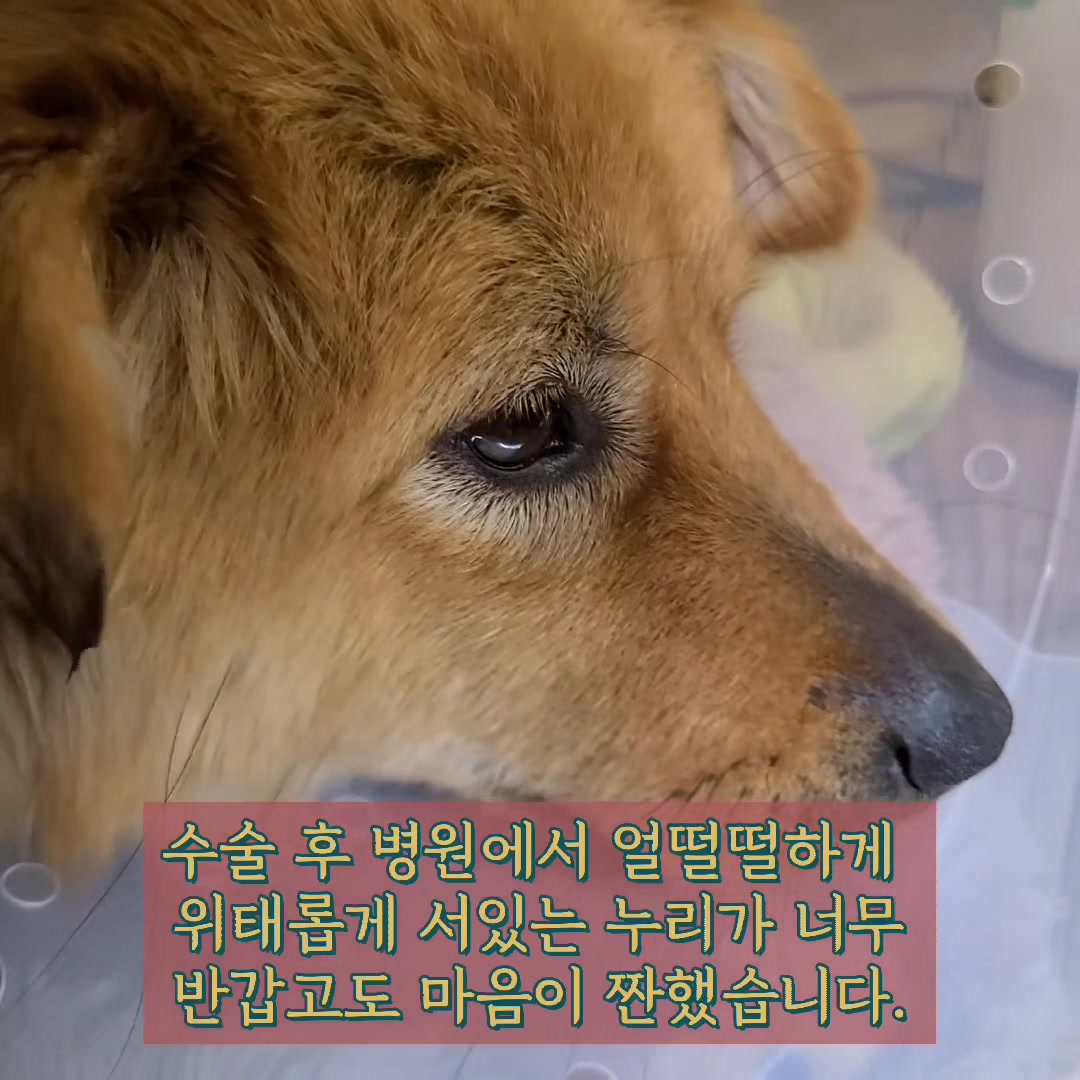 @지니힐즈