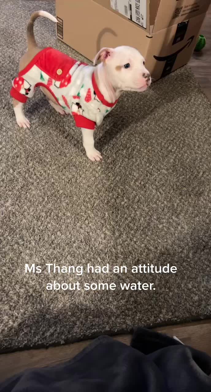 @hairstylingdoglady