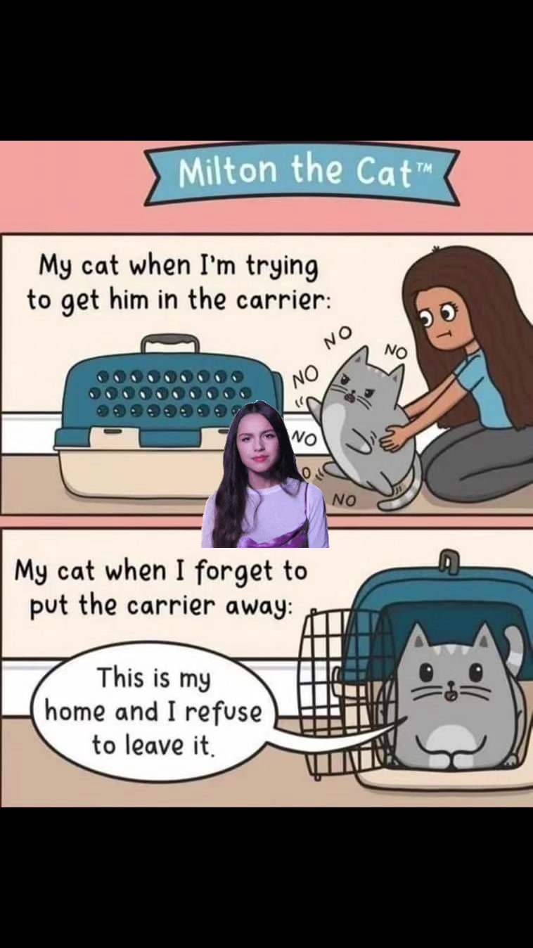 @Kate the cat Sitter 😺