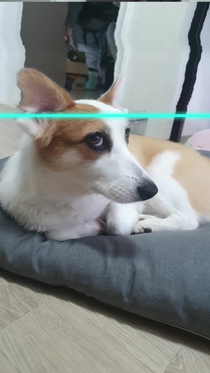 @레몬바라보리