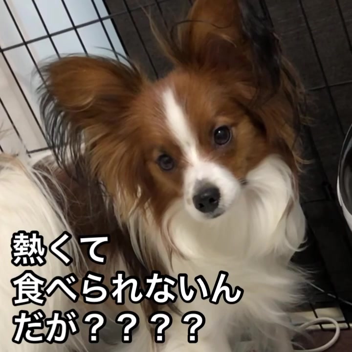 @パピヨンのうた君