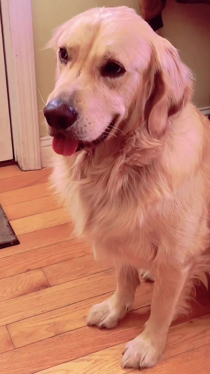 @Buddy the Golden 🦮😎