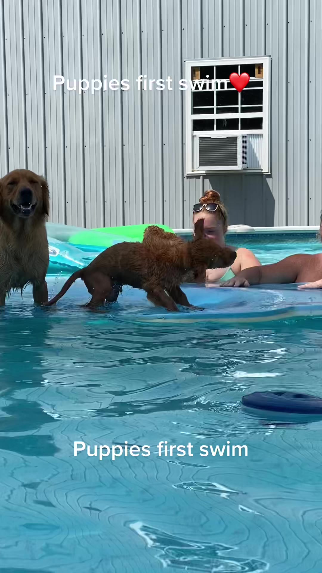 @Family full of goldens