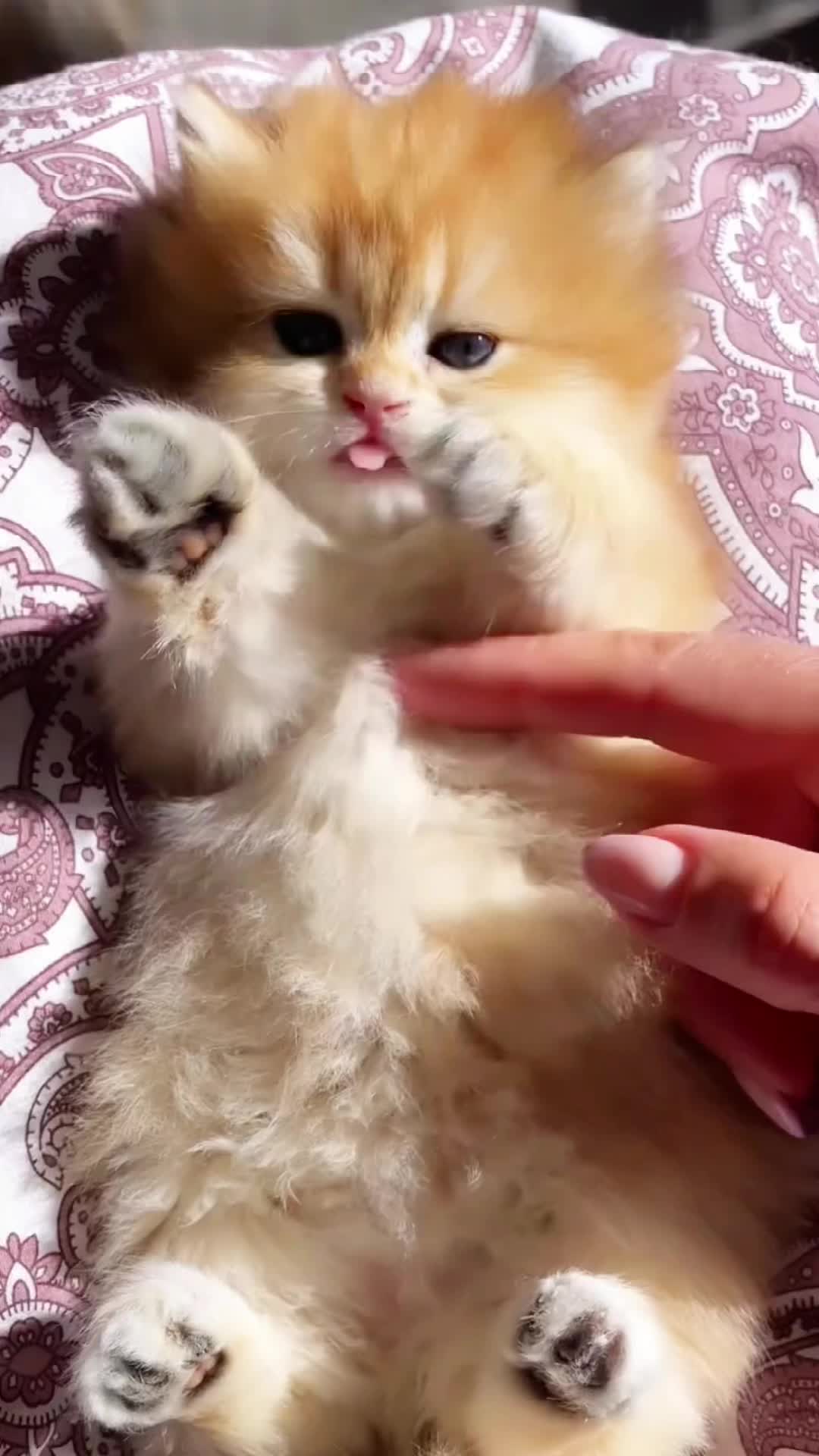 @Cute_babys