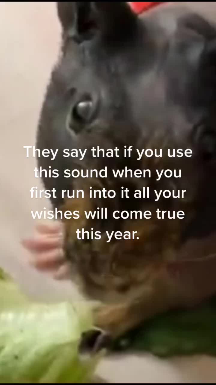 @jamaalbryant632