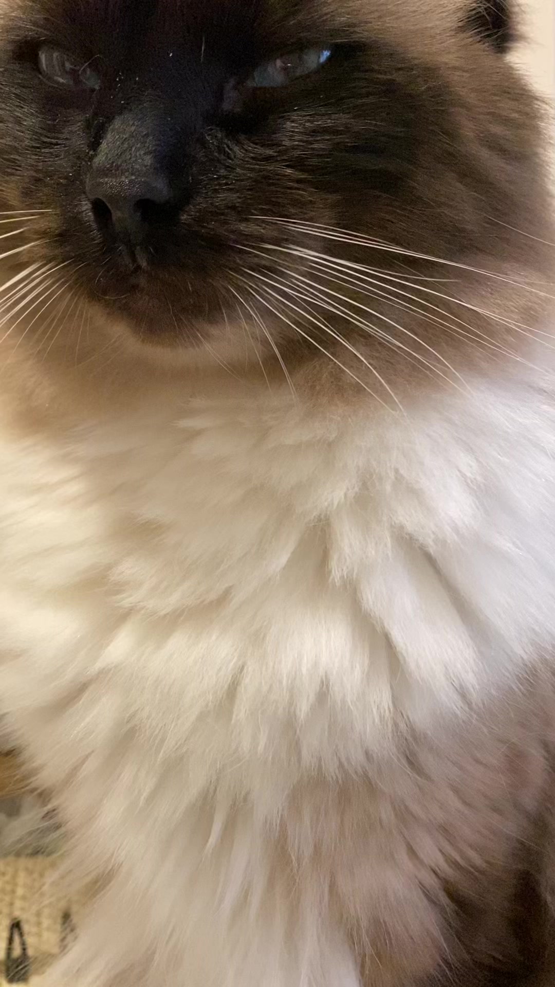 @Ren the Ragdoll Cat