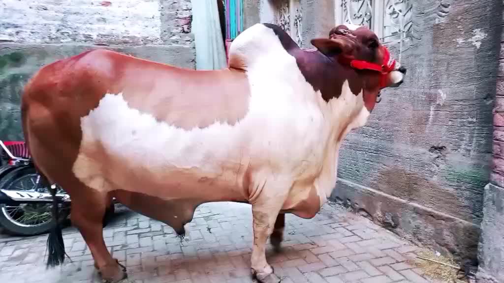 @wajii khan 0
