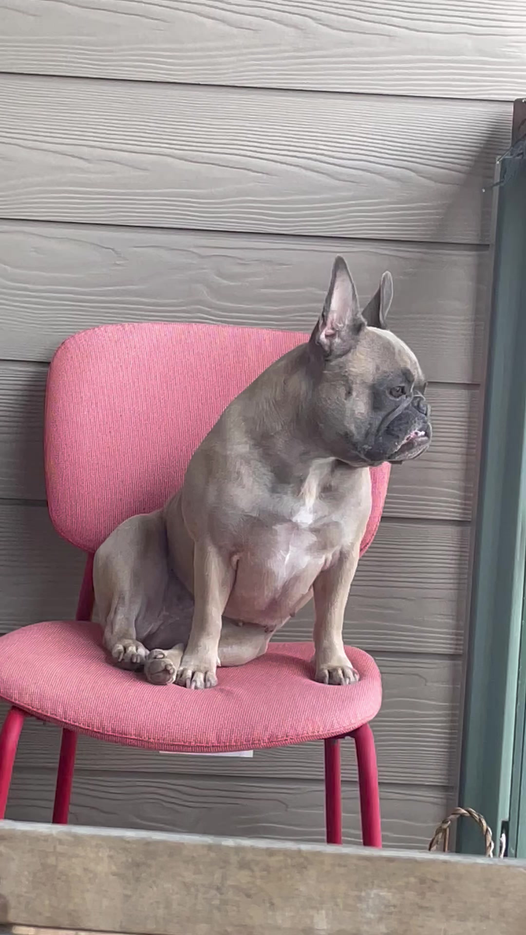 @MaggietheAdventureFrenchie