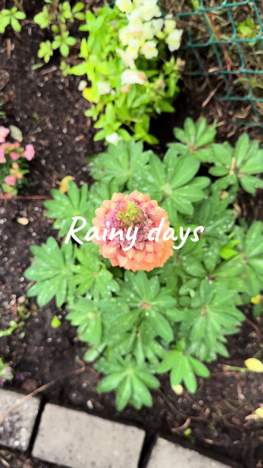 @plantsbyfern