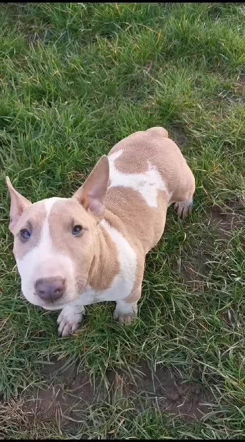 @Mini Bull Terriers from Hell