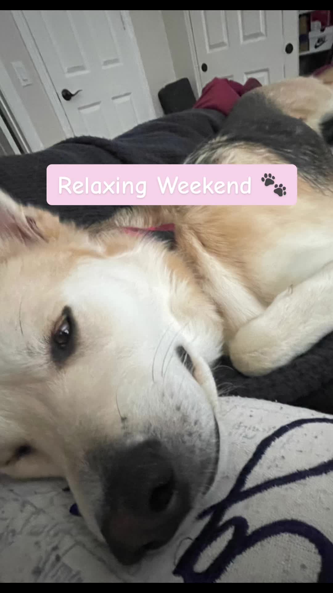 @boyanddogmommy