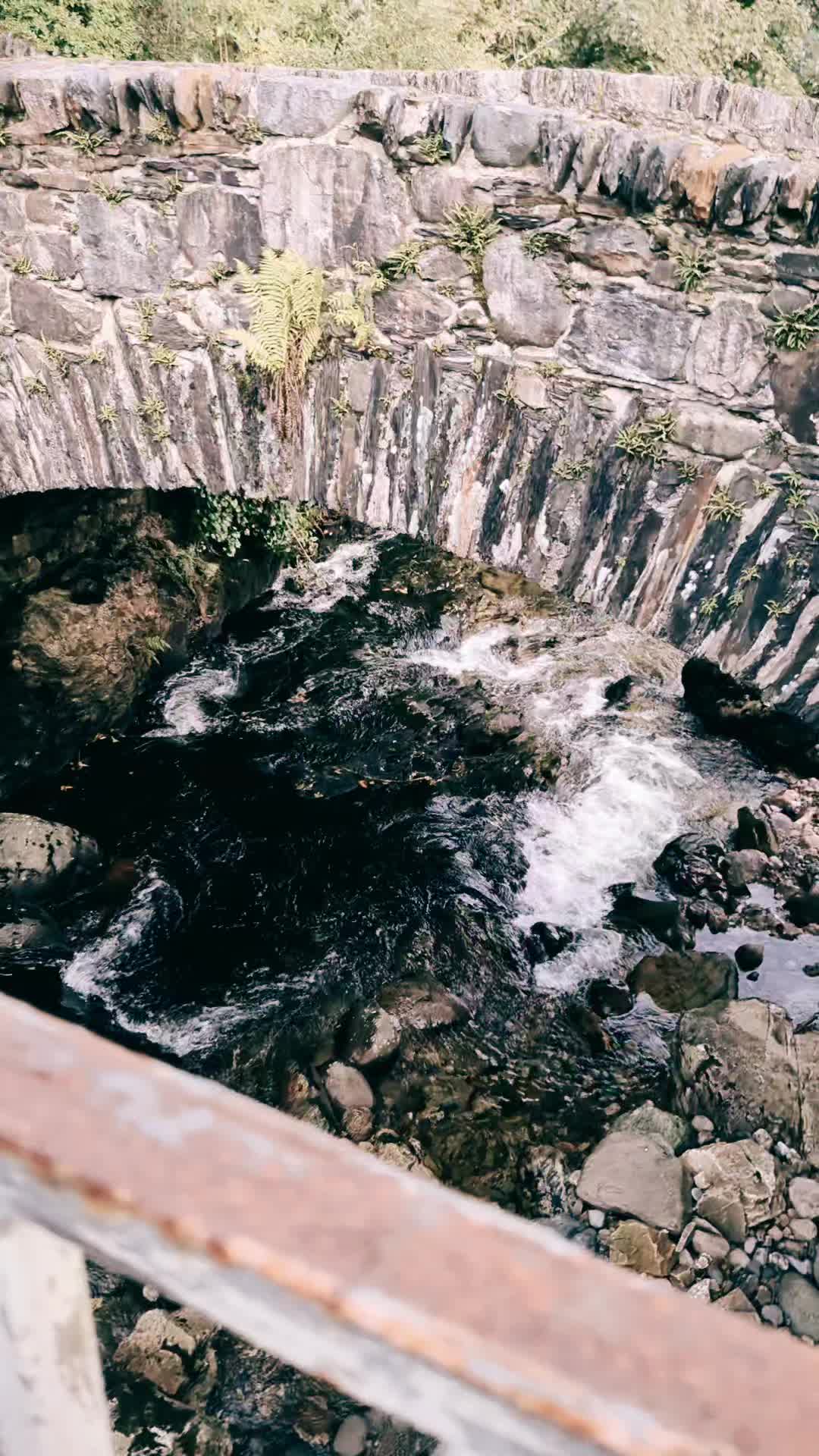 @RoosterDré