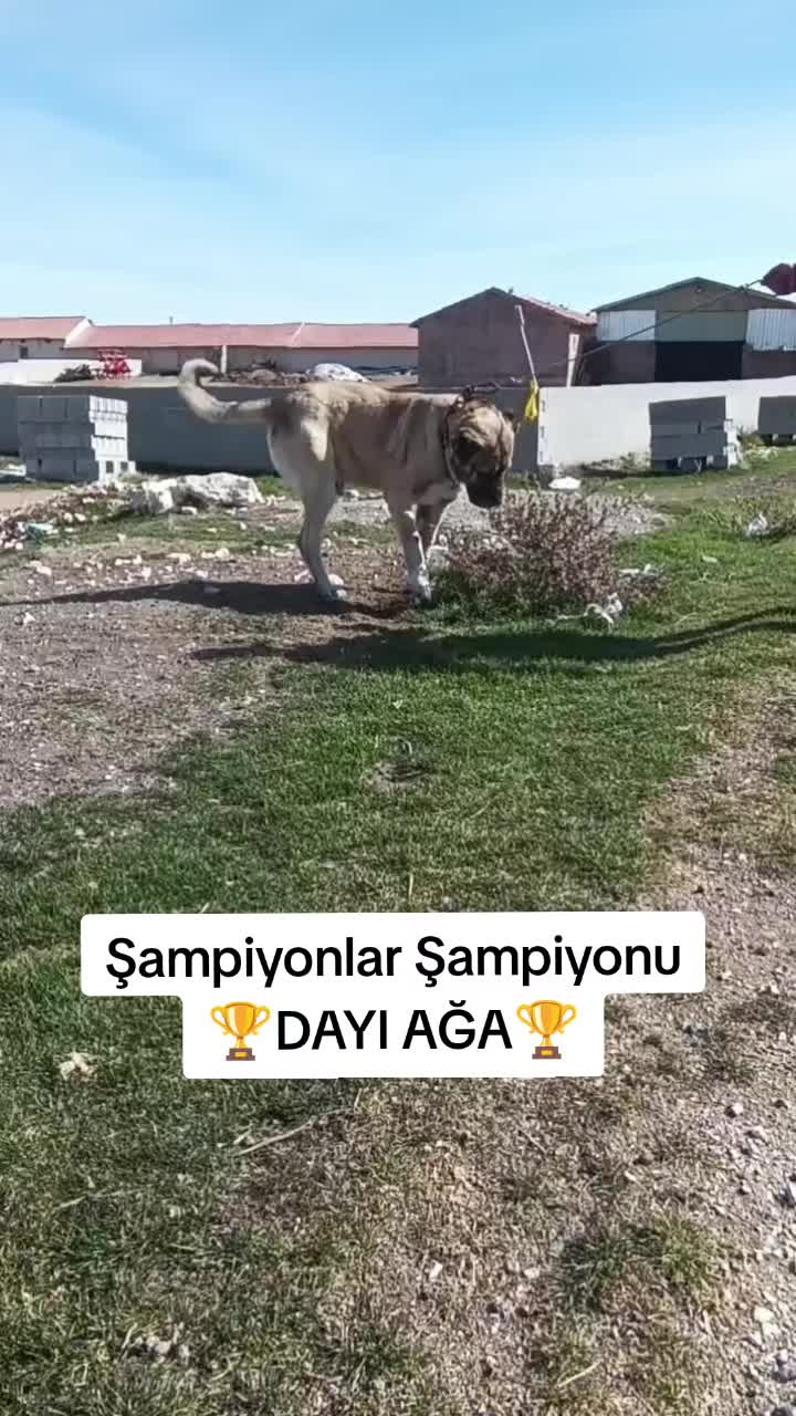 @ANADOLU ASLANLARI