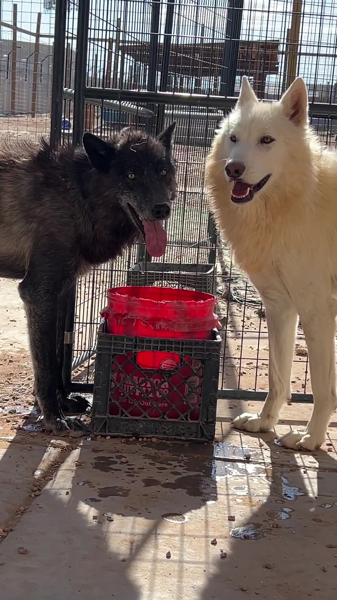 @KeeperOfTheWolves