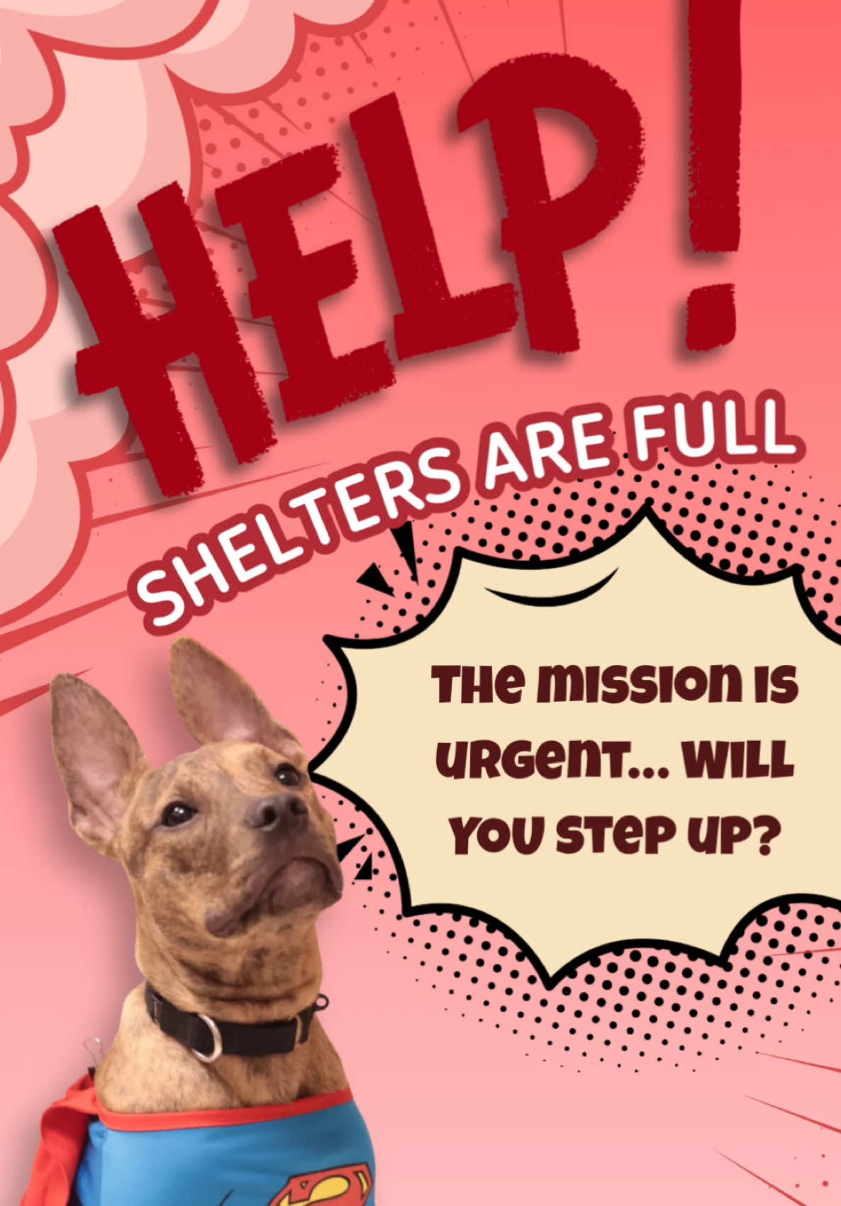 @PAWS