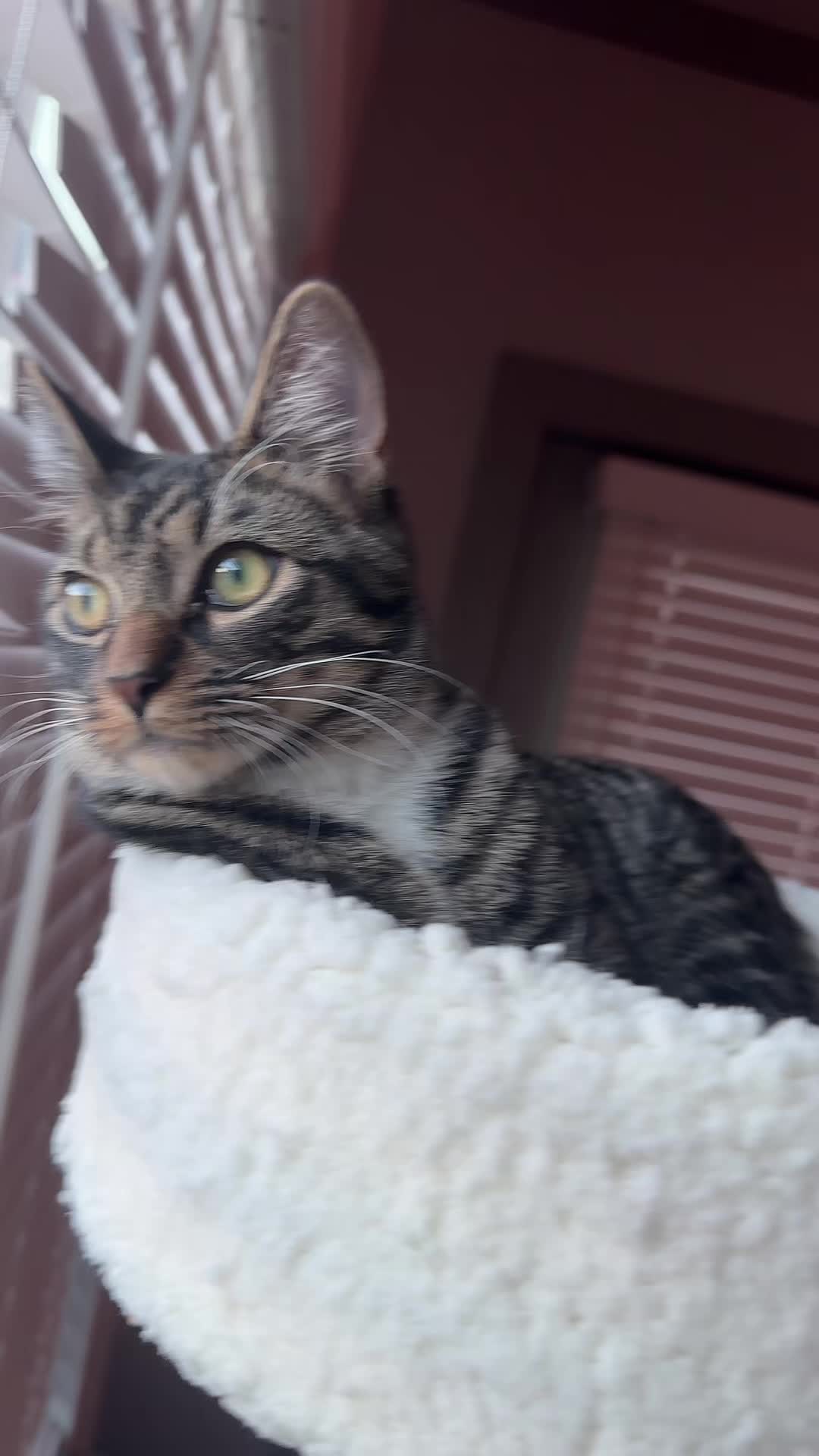 @KittyFam