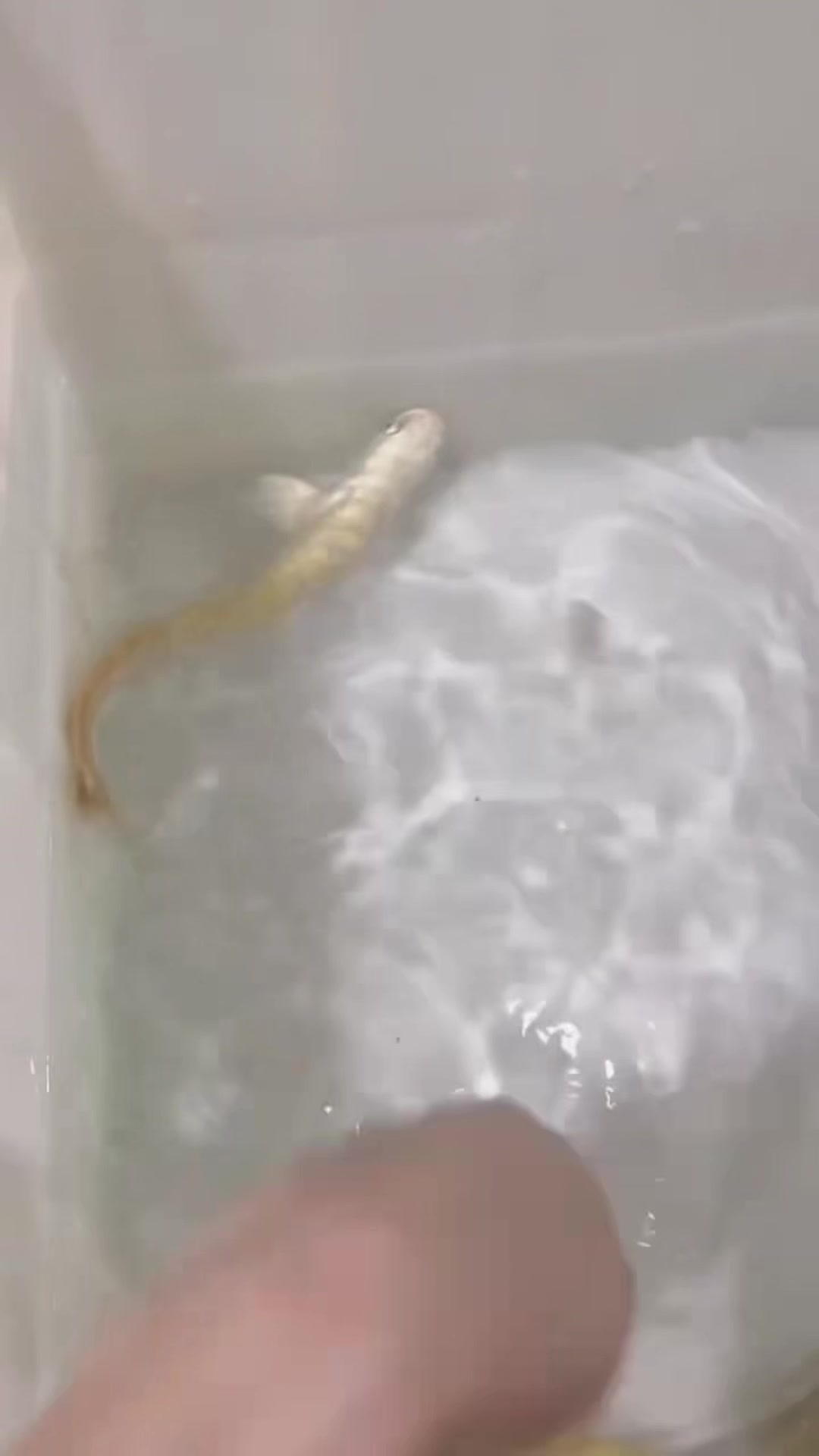 @網上動物