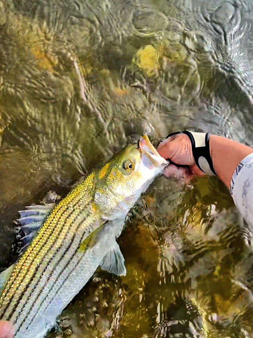 @Pescador🎣🦈