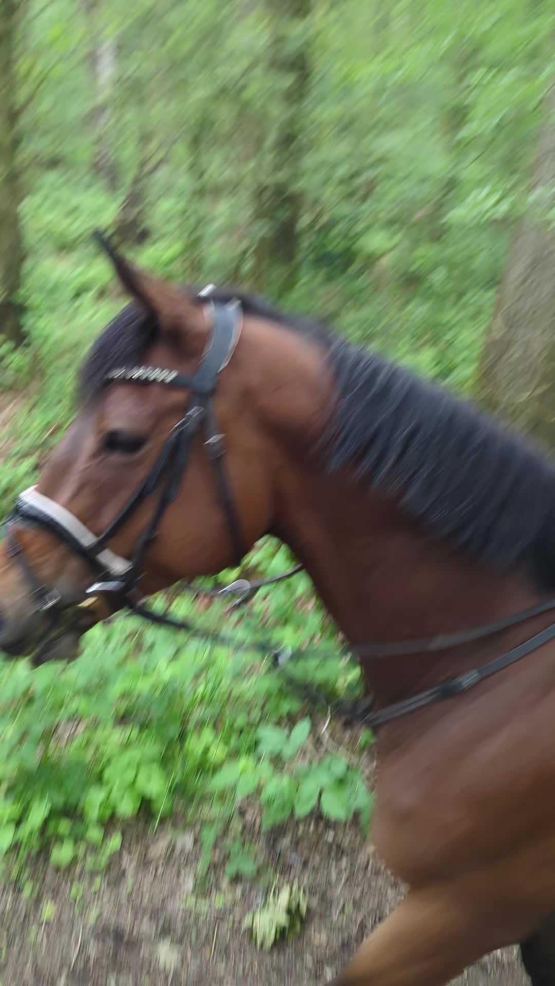 @Elegantia Horses