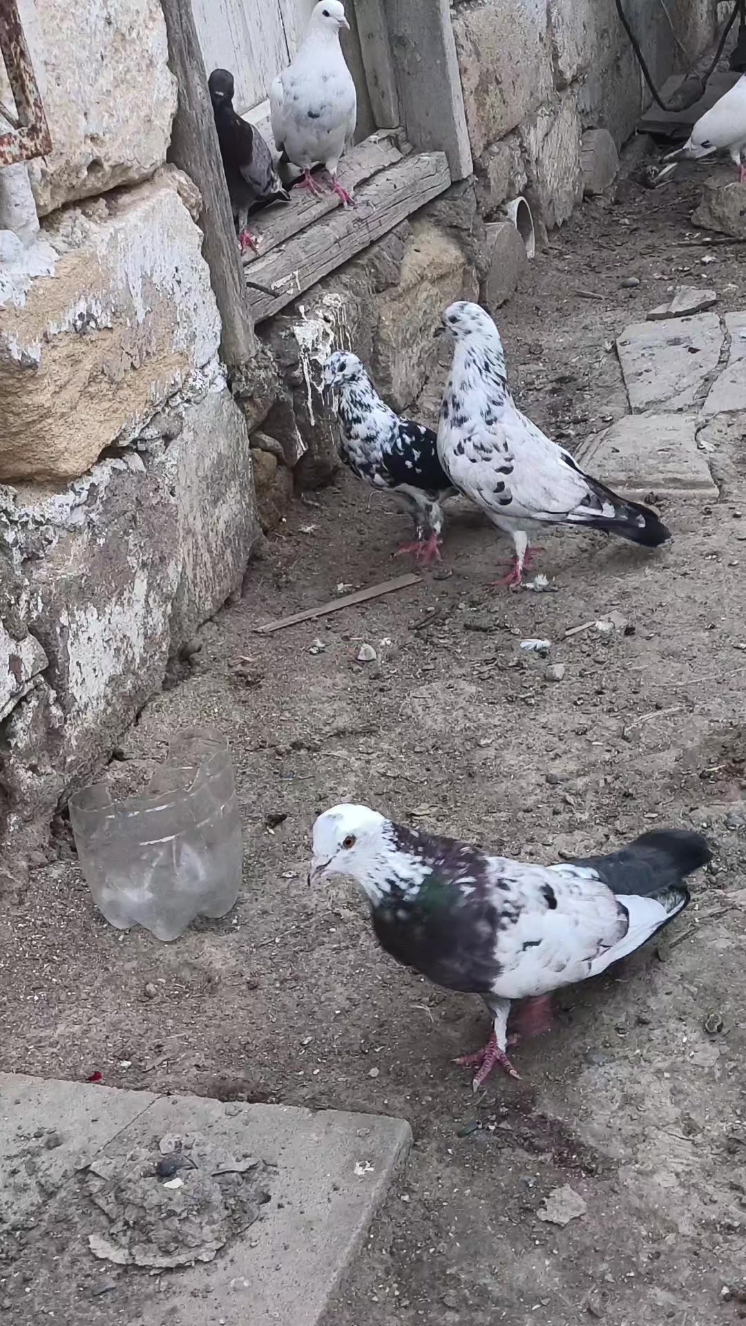 @Nihad _052_