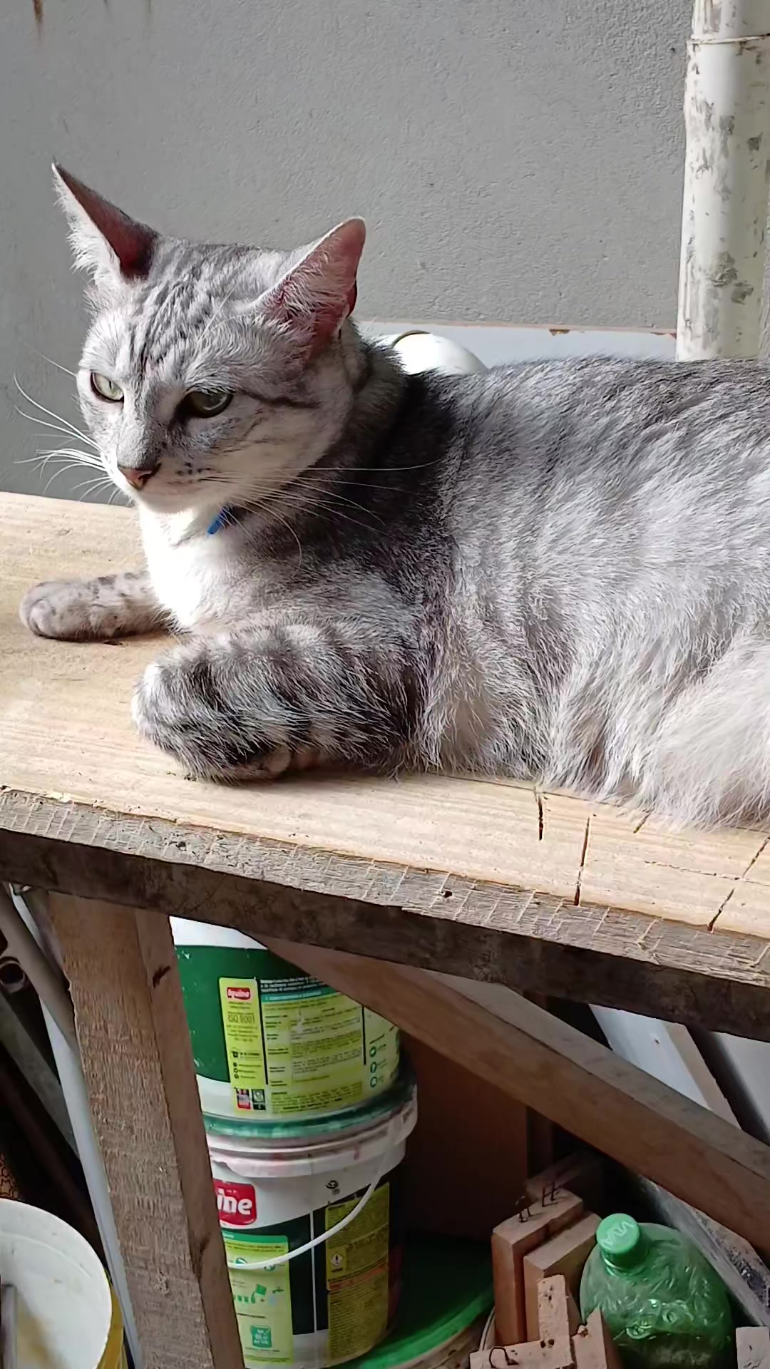 @paula🐱