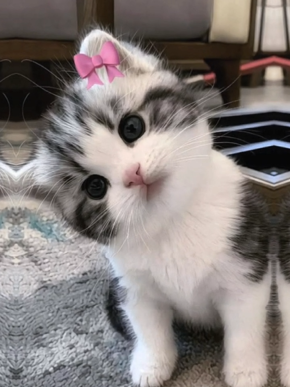 @𝓼𝔂𝓪𝓯𝓲𝓺