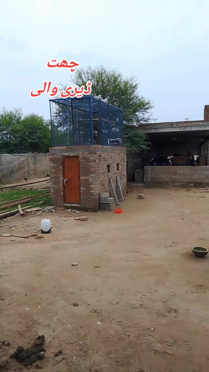 @Pigeons Cages maker 💞