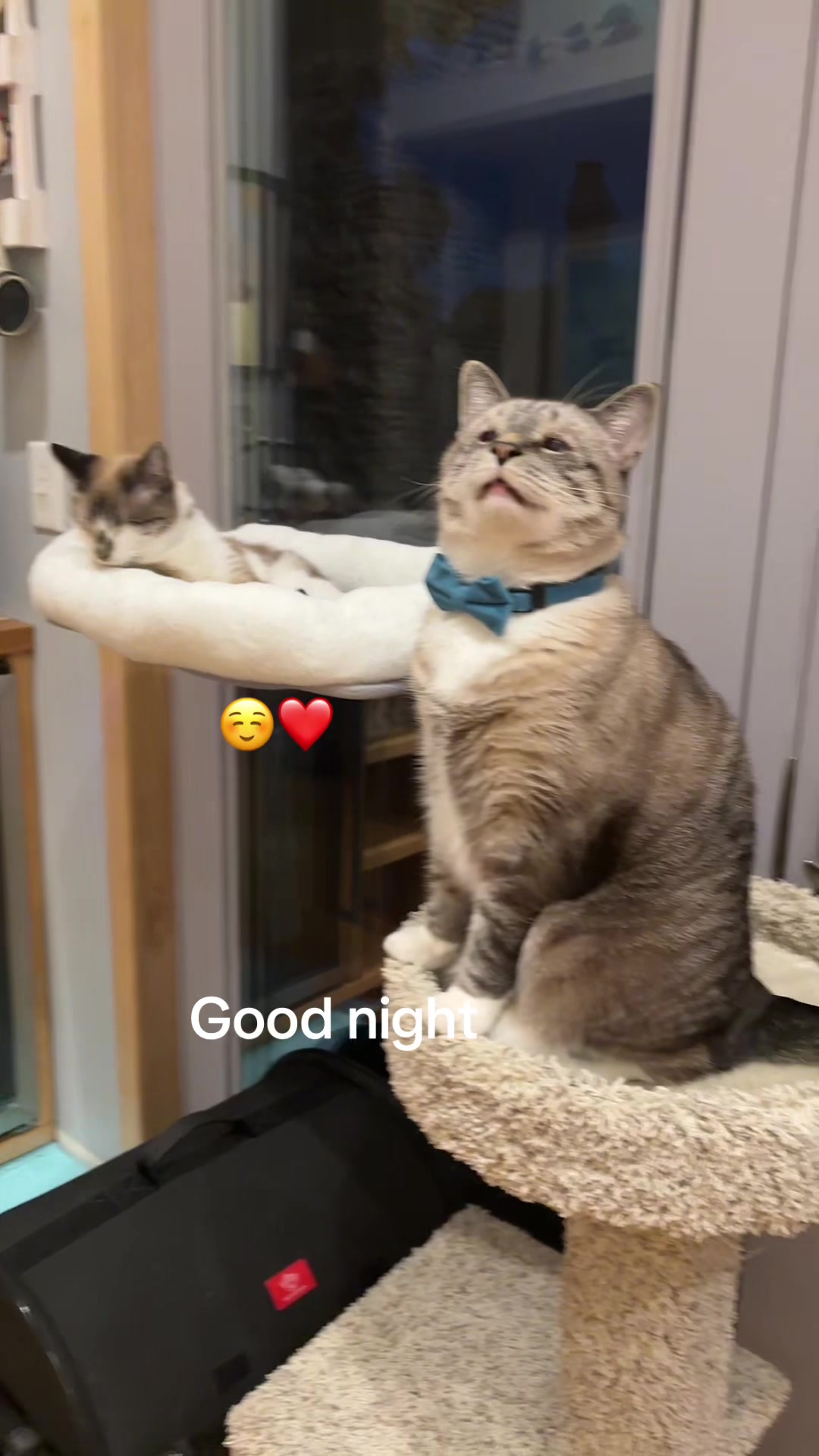 @bellkittiesmom