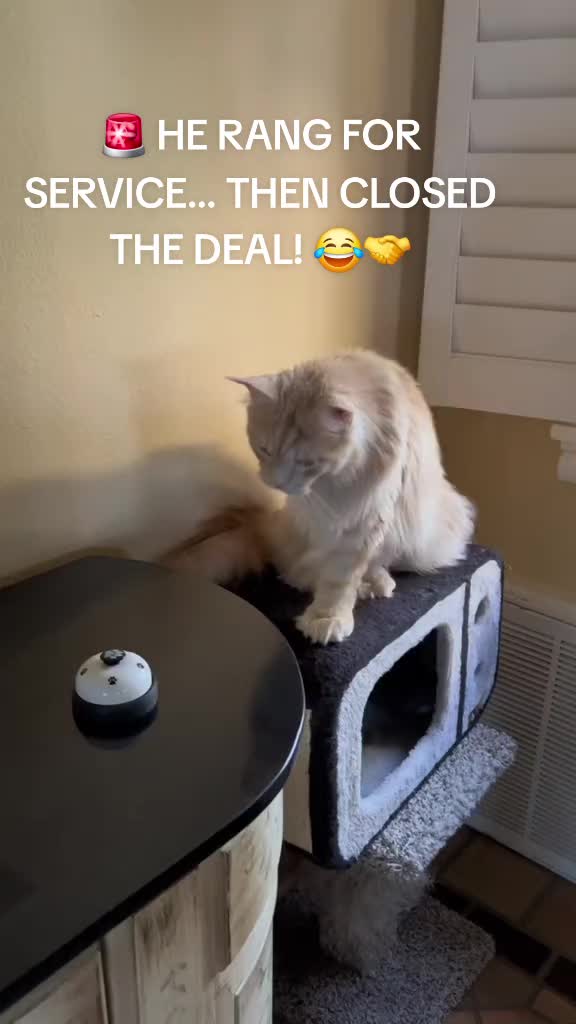@Cat Verdict