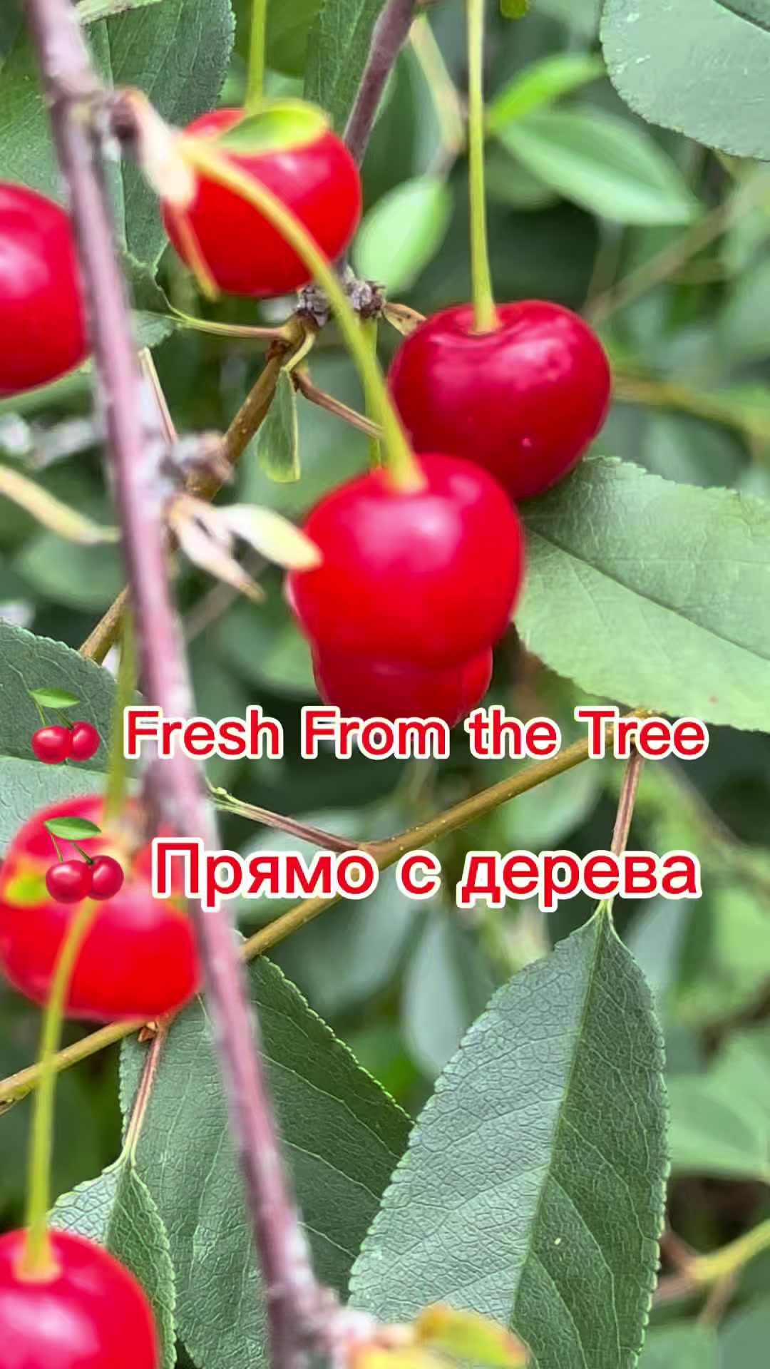 @Igor Stetsyuk