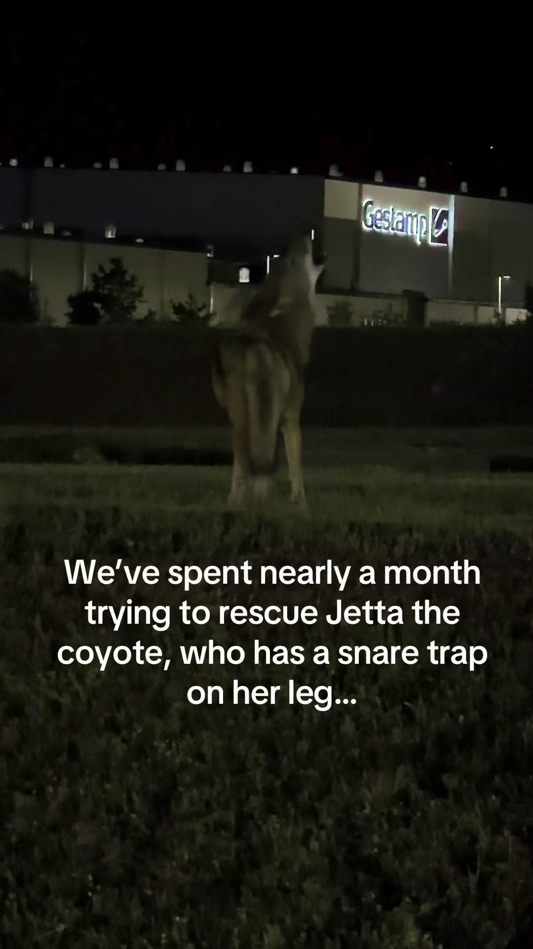 @For Fox Sake Wildlife Rescue